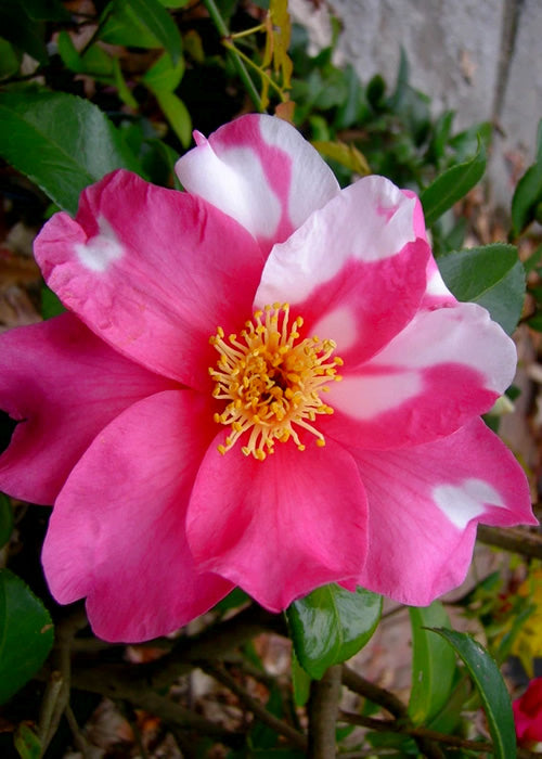 Hybrid Camellia Winter's Fire-Pink, Red, Coral with White Blooms