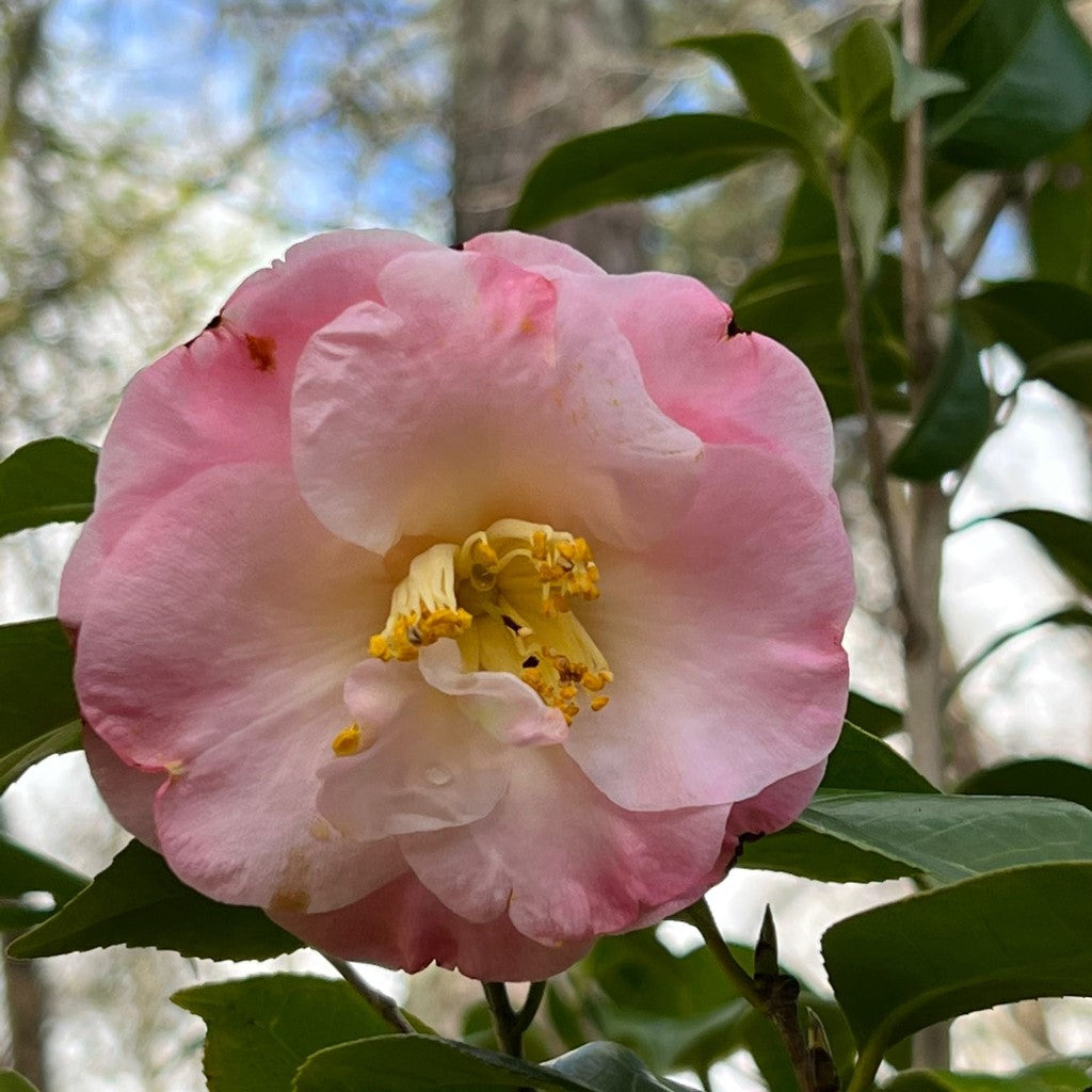 Camellia Dr Tinsley-Elegant Shell Pink Flowers Blooms