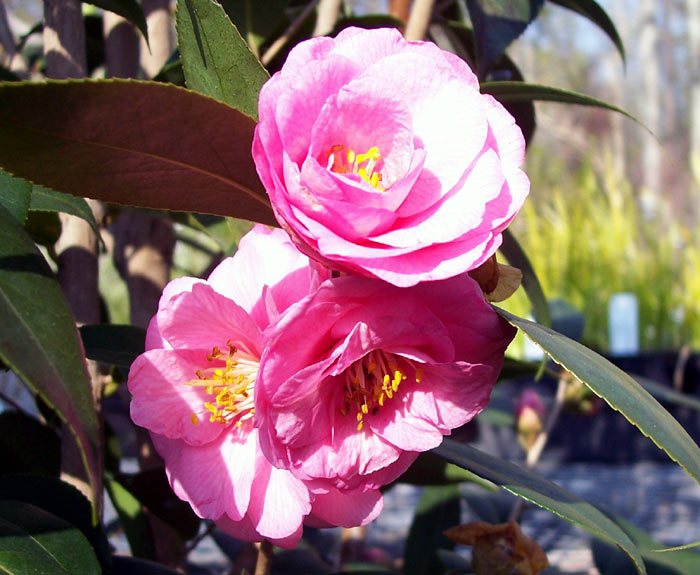 Camellia Hybrid 'Lisa Beasley'-Fragrant Double Rose-Like Blooms