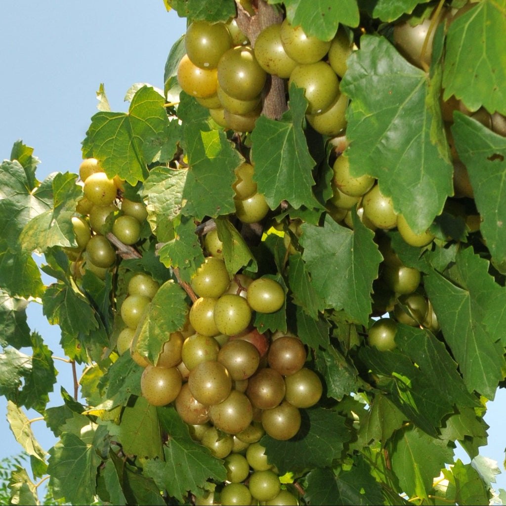 Sterling Muscadine Grape Vine