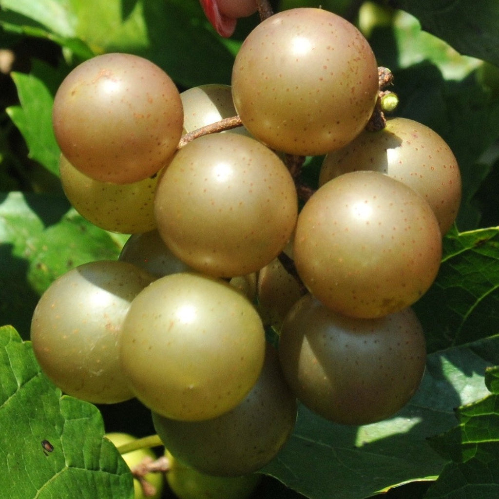 Carlos Muscadine Grape