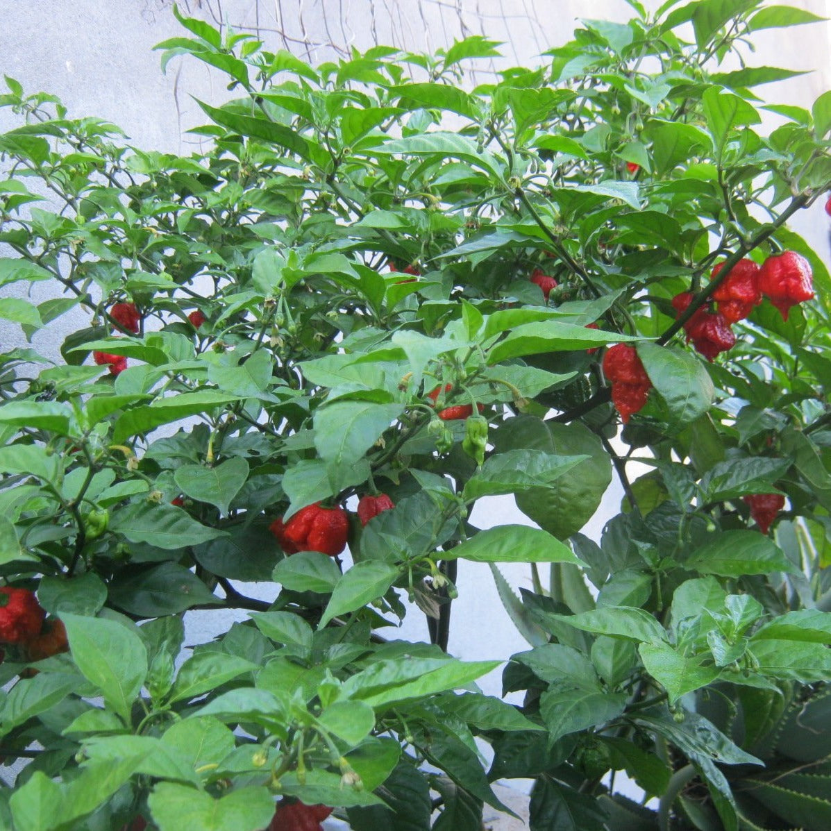 Carolina Reaper Pepper Plant | The Carolina Reaper Pepper Plant is a fiery  hot chili grown in warm climates. It can reach up to 2 feet tall and is