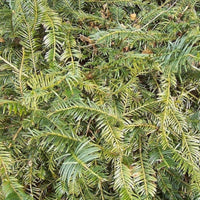 Prostrata plum yew dwarf evergreen shrub foliage