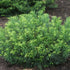 Cephalotaxus Harringtonia Duke Gardens