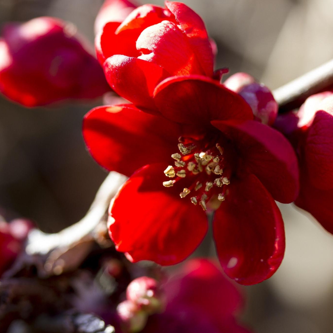 Red Quince Shrubs for Sale
