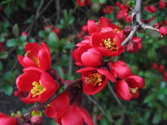 Flowering Quince Scarff's Red