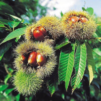 Chinese Chestnut Tree growing in a home landscape with a full green canopy