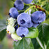 Climax Blueberry Shrub