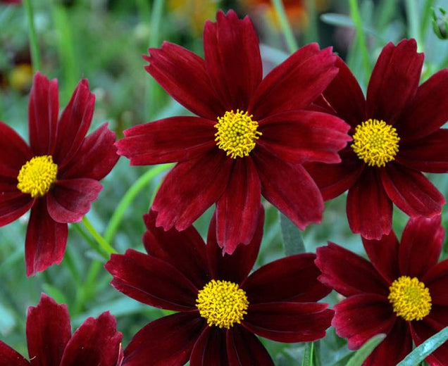 1 Gallon Pot: Coreopsis Li'l Bang 'Red Elf' PPAF Tickseed