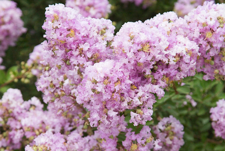 Crape Myrtle Early Bird Lavender