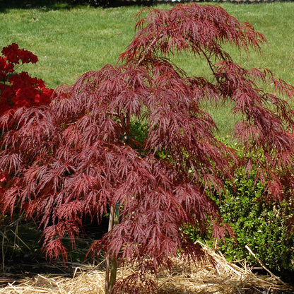 Crimson Queen Japanese Maple Tree