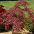 Crimson Queen Japanese Maple Tree