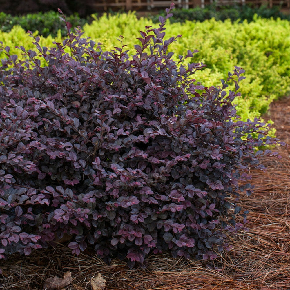 Crimson Fire Loropetalum- Compact Red-Leaf Loropetalum. Rich, Red Foliage Year Round, Hot Pink Flowers In Spring