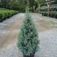 Live Arizona Sapphire Cypress Tree used as evergreen Christmas tree