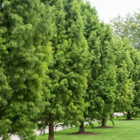 Dawn Redwood Tree young plant with soft green foliage