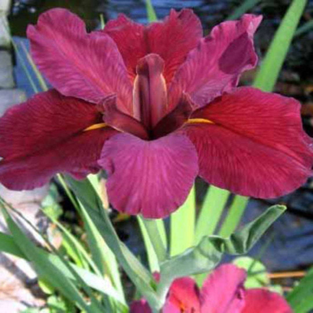 Iris Red Velvet Elvis