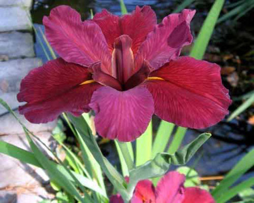 Iris Red Velvet Elvis