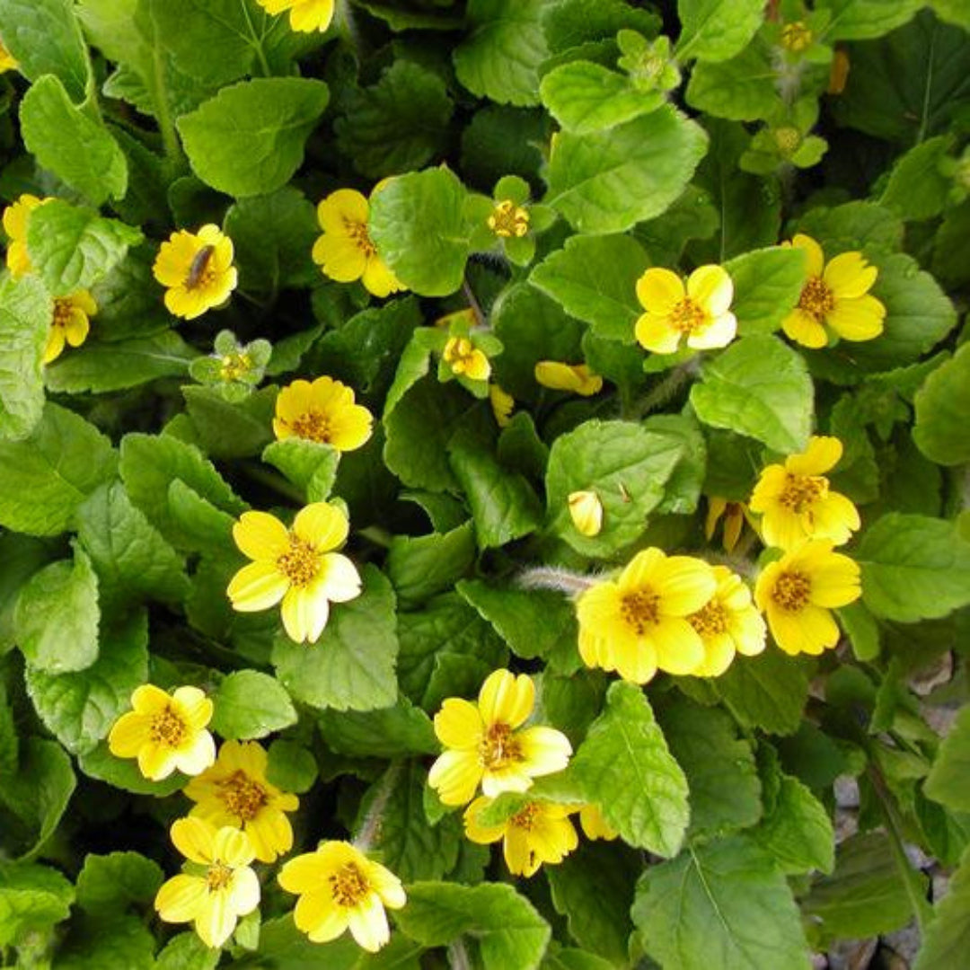 Chrysogonum Virginianum Pierre, Green and Gold