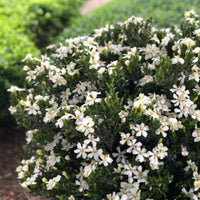 Dwarf Daisy Gardenia plant ideal for containers and small garden spaces