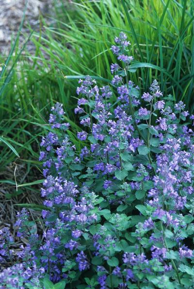 Nepeta X Faassenii &