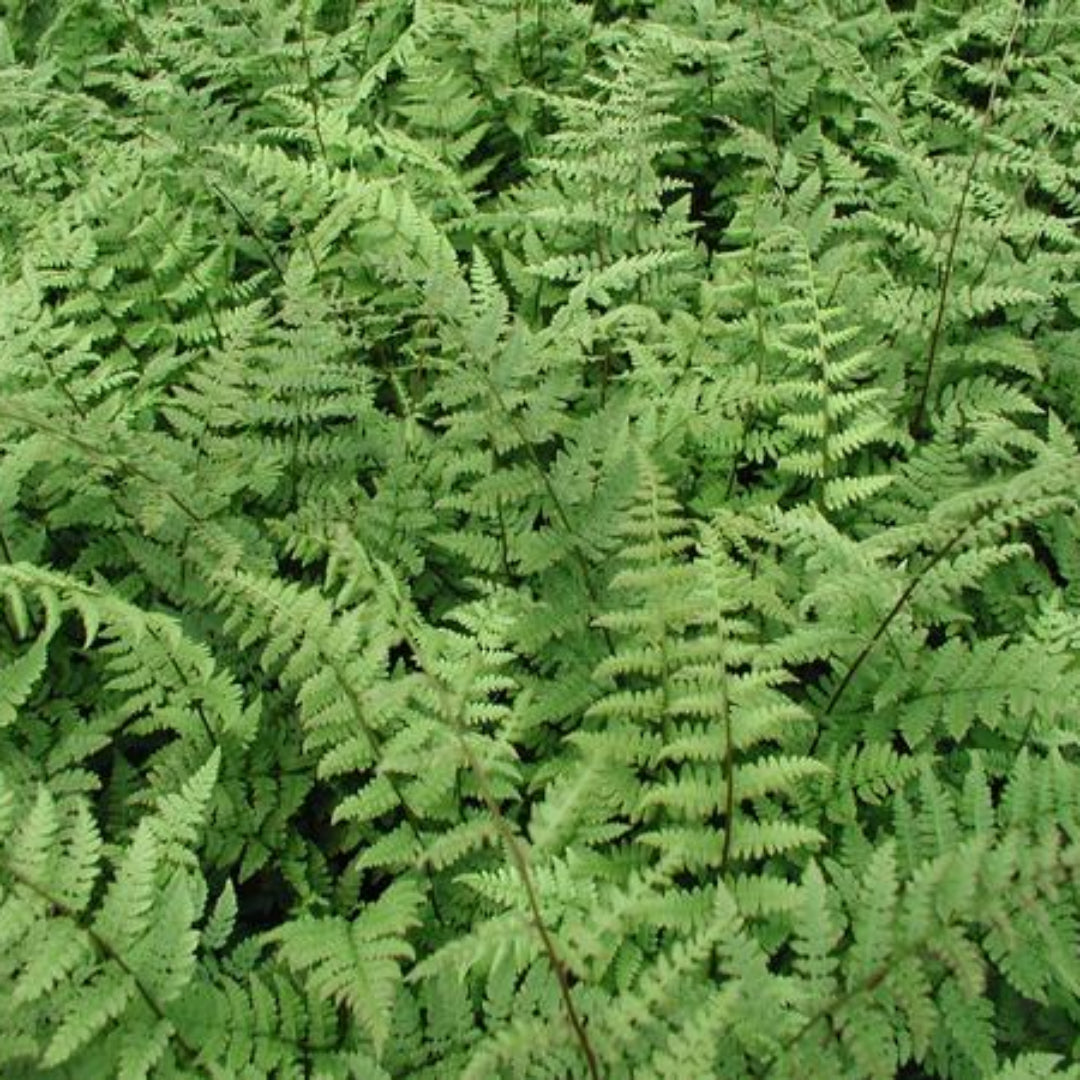 Athyrium Filix-Femina, Lady Fern