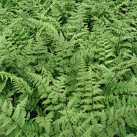 Athyrium filix-femina Lady Fern plant