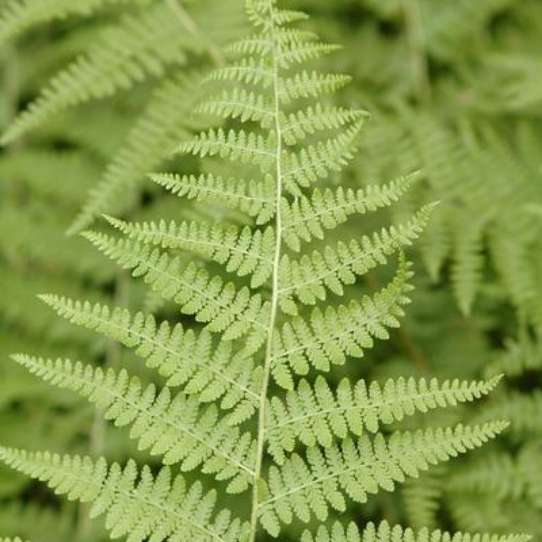 Dennstaedtia Punctilobula Hay Scented Fern