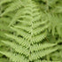 Dennstaedtia Punctilobula Hay Scented Fern