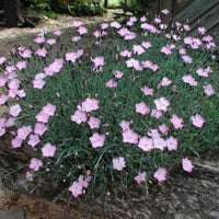 Dianthus Bath’s Pink perennial plant