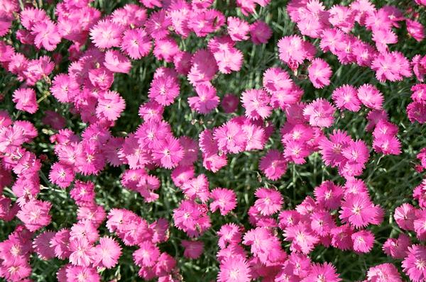 Dianthus Gratianopolitanus 'Firewitch' Cheddar Pinks Dianthus