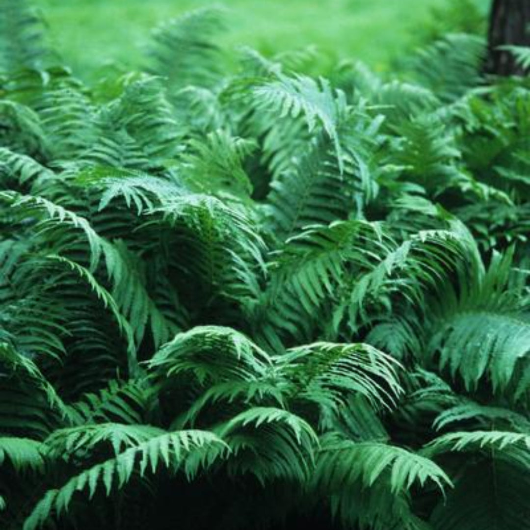 Osmunda Cinnamomea &quot;Cinnamon Fern&quot;