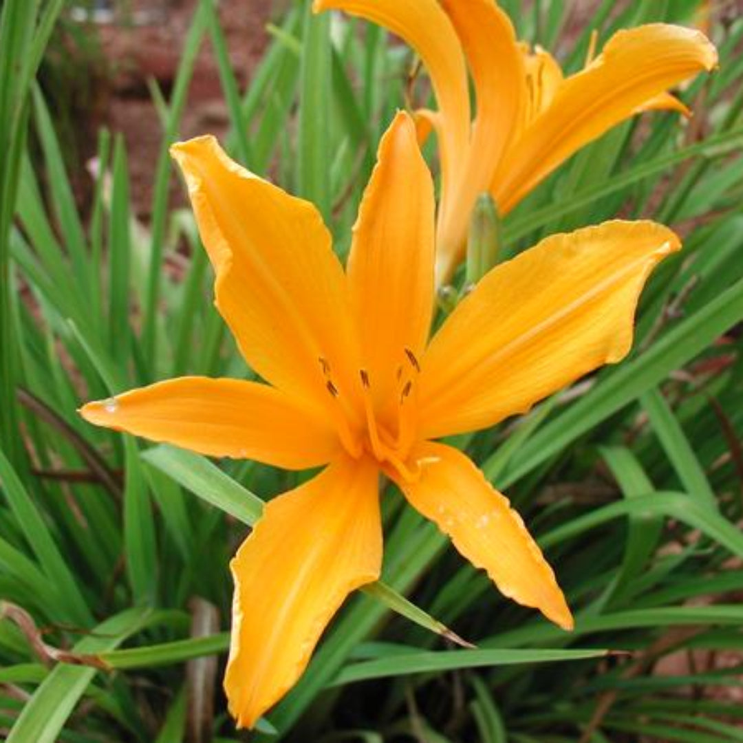 Hemerocallis &
