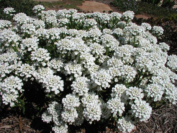 Iberis Sempervirens 'Snow Cone' Snow Cone Candytuft