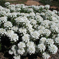Iberis Snowcone Candytuft perennial plant