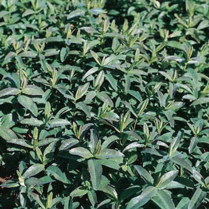 Hypericum Calycinum St. John&
