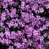 Phlox Subulata &