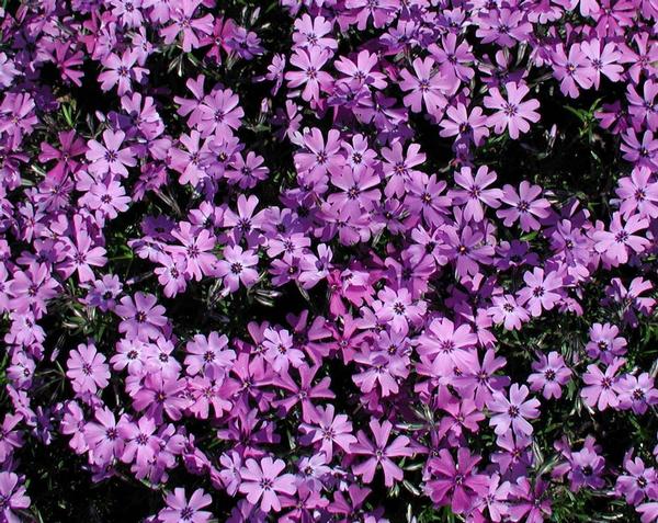 Phlox Subulata 'Purple Beauty' Purple Creeping Phlox, a Carpet-Like Spreader with a Mossy Appearance