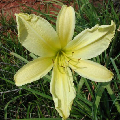Hemerocallis &