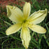 Hemerocallis &
