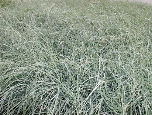 Grass: Carex Flacca 'Blue Zinger' Sedge