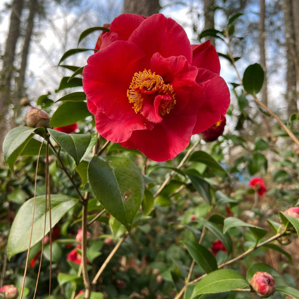 Camellia Dr J.C. Raulston