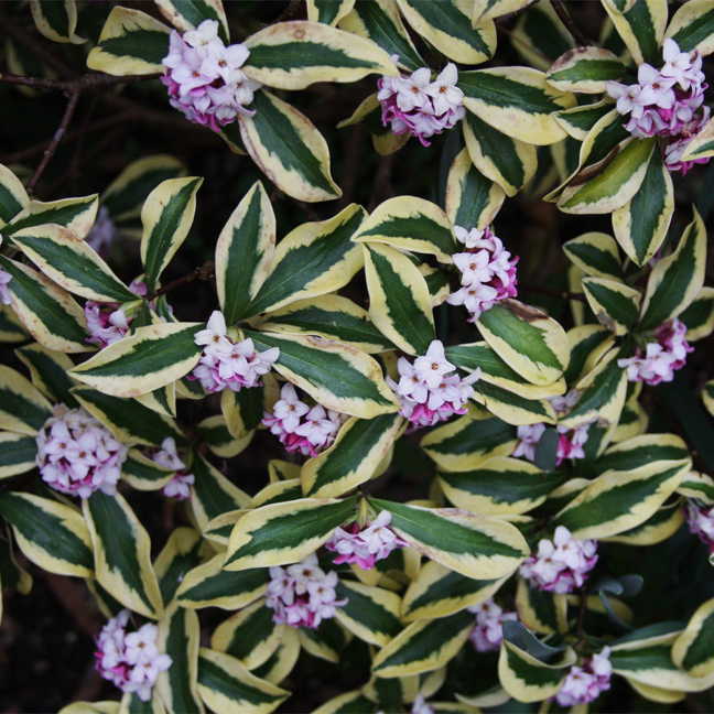 Daphne Maejima-Exotic Fragrance, Winter Blooms, Dwarf Evergreen