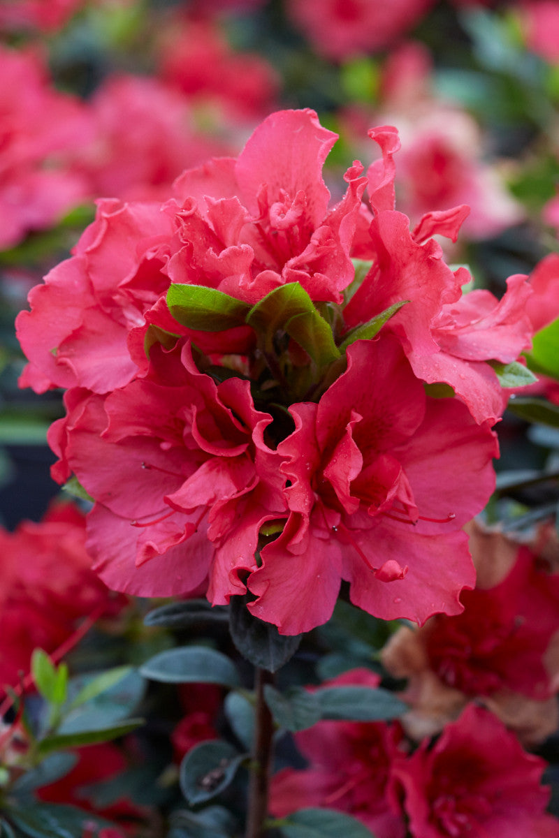 Azalea Pink Ribbons Deja Bloom buy online plants and trees at