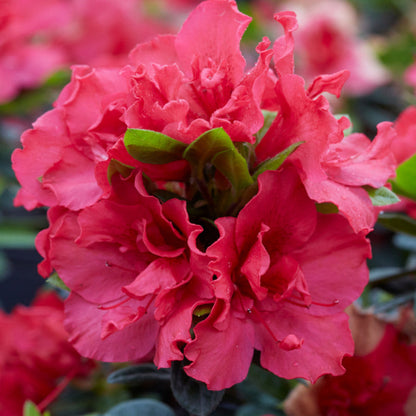Azalea X Cherry Pinata Deja Bloom