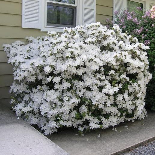 Delaware Valley White' Azalea- Dazzling Display of Lightly Fragranced White Bell Shaped Flowers