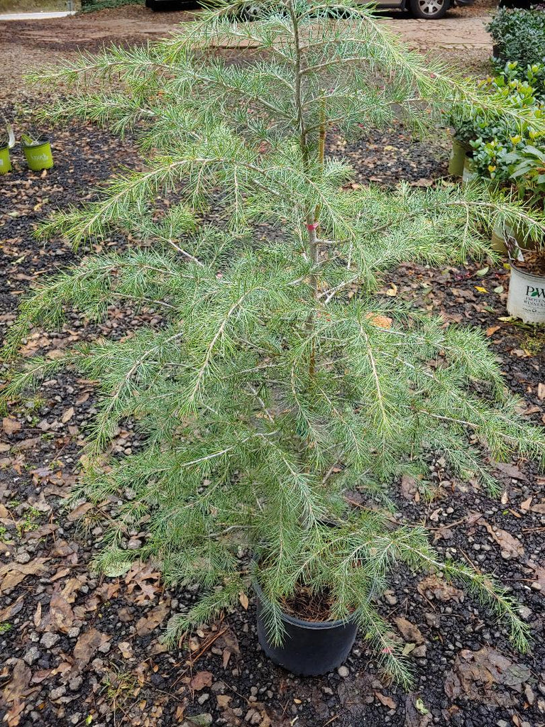 Blue Deodar Cedar Tree (Christmas Tree) - Live Christmas Tree