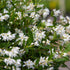 Yuki Snowflake Deutzia
