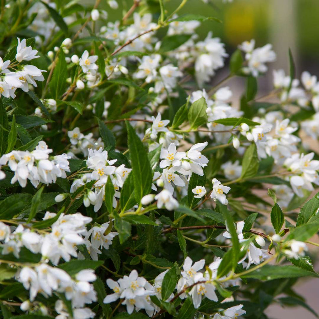 Yuki Snowflake Deutzia