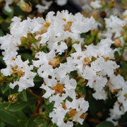 Diamond Dazzle Crape Myrtle, Stunning Dwarf, Compact Mounded Shrub, Gorgeous Fuchsia Blooms From Summer To Fall.