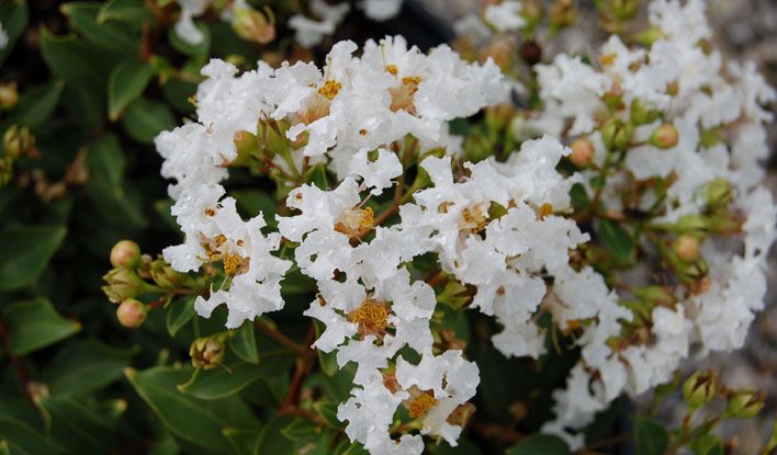 Diamond Dazzle Crape Myrtle, Stunning Dwarf, Compact Mounded Shrub, Gorgeous Fuchsia Blooms From Summer To Fall.